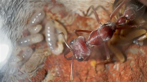 Oh Shes A Fighter Myrmecia Brevinoda Update YouTube