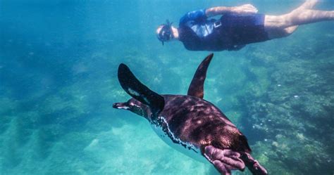 Snorkeling in Galapagos: Have A Look At What You'll See!