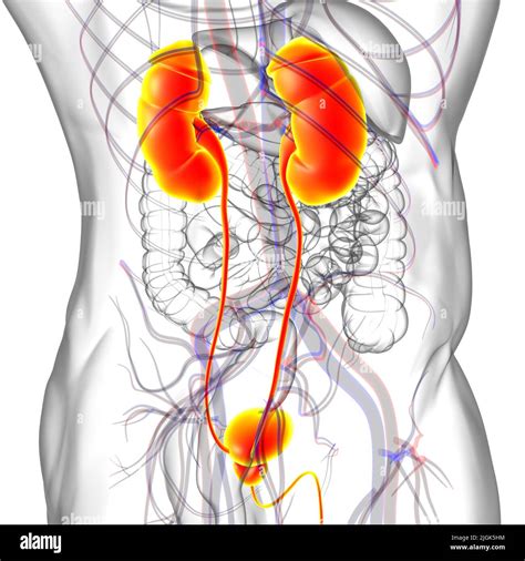 Système urinaire humain reins avec vessie Anatomie pour le concept ...