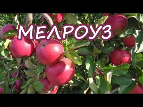 Сорт для длительного хранения / Яблоня МЕЛРОУЗ - YouTube