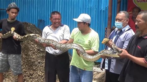 Warga Kudus Tangkap Ular Piton Sepanjang Empat Meter Yang Memangsa Ternak