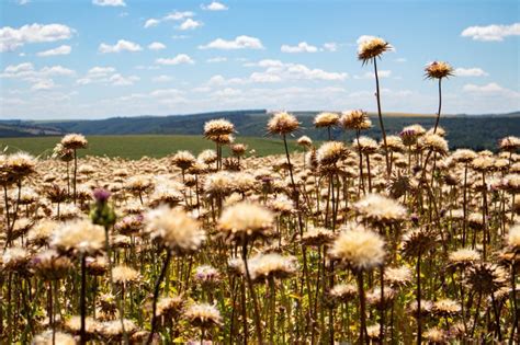 Продукти от Бял трън