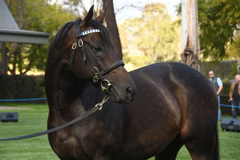 Too Darn Hot Bluebloods