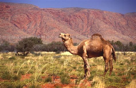 Animals In Australian Desert