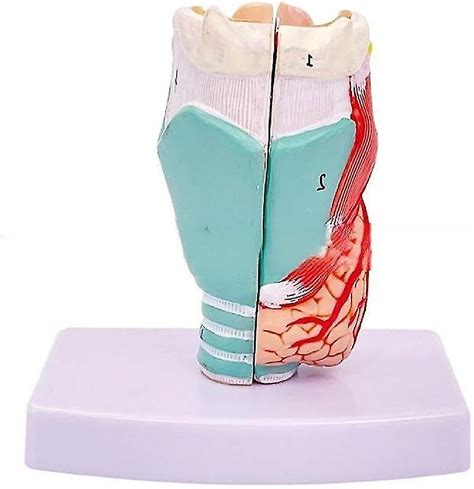 Life Size Human Larynx Anatomical Model Study Display Teaching Prop