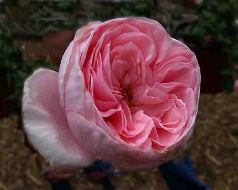 Роза плетистая Наэма (74 фото) - фото - картинки и рисунки: скачать ...