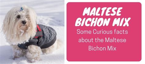 Meet The Maltese Bichon Mix, One Of The Trending Dog Breeds - Gameonoverdog