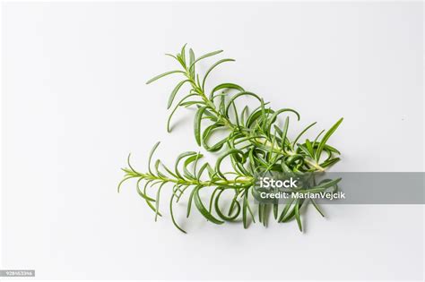 Rosemary Twig Of Rosemary Isolated On White Stock Photo Download