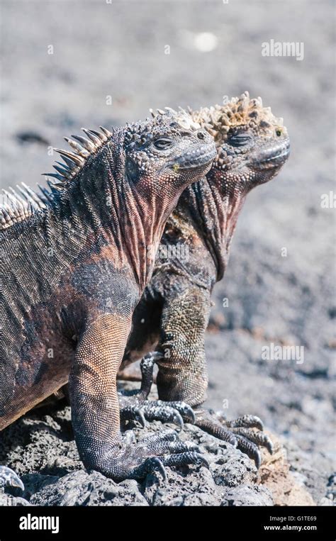 Marine Iguana Amblyrhynchus Cristatus Mertensi Isla Santiago San