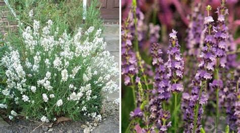 10 Plants For Dry Areas Best Landscape Ideas