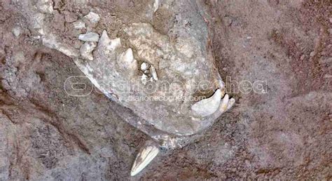 Científicos Descubren Que El Tigre Dientes De Sable Tenía Una