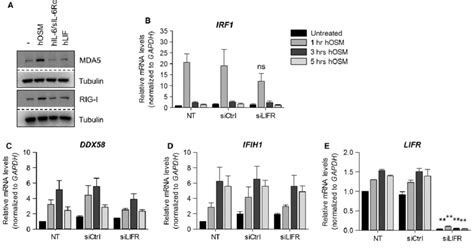 OSM Mediates Expression Of ISG Through The Type II Gp130 OSMR Complex