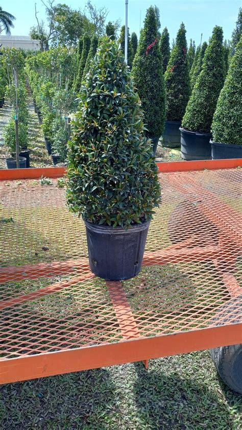 Eugenia Cone Shaped Topiary Live Plant In 10 Inch Pot Eugenia Etsy