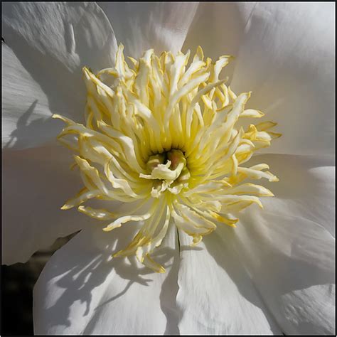 Peony All Rights Reserved By Len Downes Len Downes Flickr