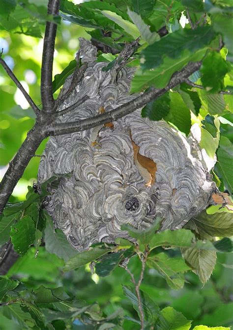 black hornet nest in tree - Elden Westmoreland