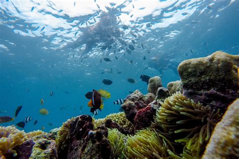 Pink Beach Gili Pasir Gili Petelu Gili Gambir Snorkeling Segui