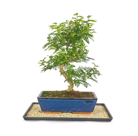 Plateaux et soucoupes pour bonsaï Poterie Bonsaï Mistral Bonsai 2