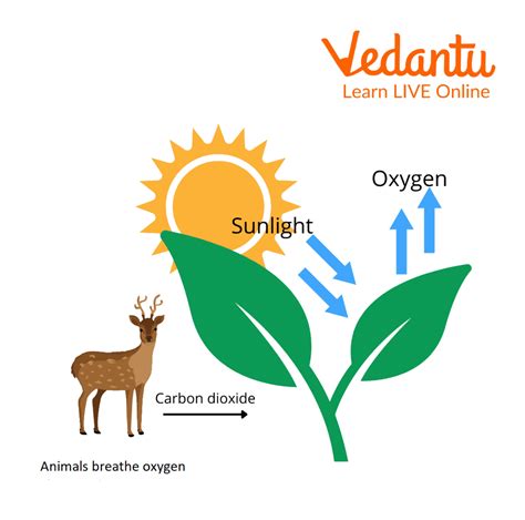 Oxygen Cycle Learn Important Terms And Concepts