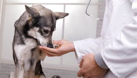 Butorphanol For Dogs Vet Gives Dose Side Effects And Alternatives