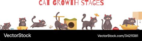 Cat growth stages composition Royalty Free Vector Image