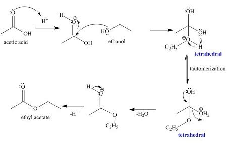 11. Consider the acid-catalyzed Fischer esterification reaction between ...