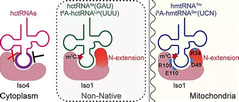 Mechanism Of Methyltransferase Mettl Mediated Mitochondrial Rna M C