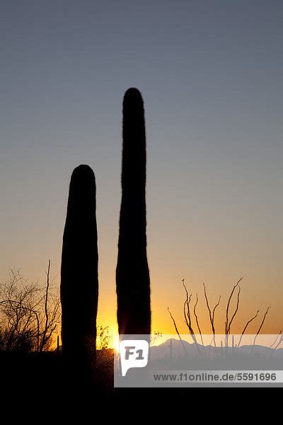 Saguaro Oder Sahuaro Kaktus Carnegiea Gigantea Als Silhouette Bei