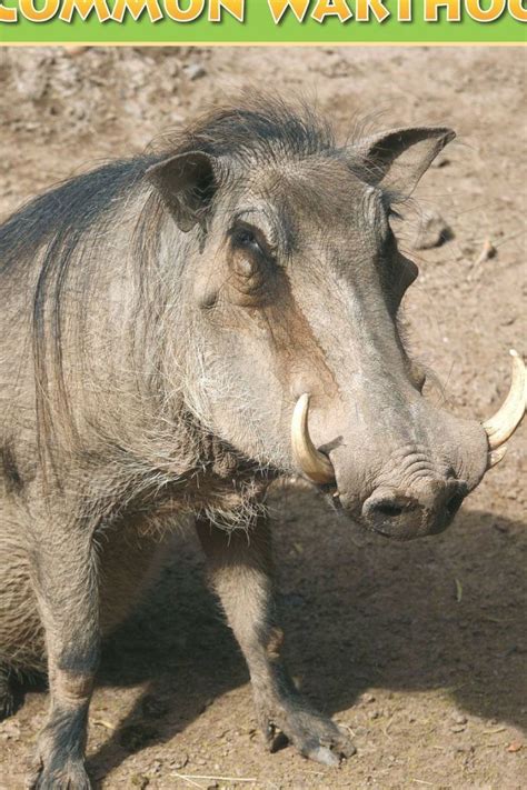 Do warthogs really have warts – Artofit