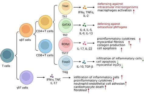 Overview Of Potential Differentiation Routes Of T Cells And Their