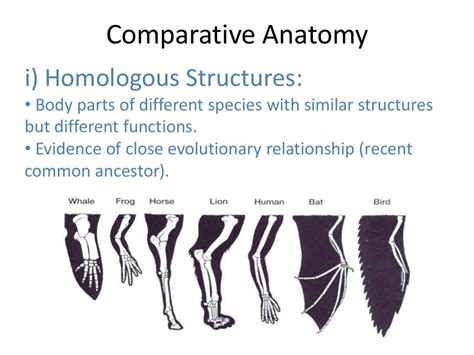 Facts About Comparative Anatomy