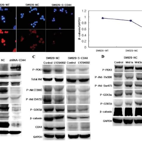 β Catenin Expression And Wnt Signaling Pathway A Immunofluorescence Download Scientific