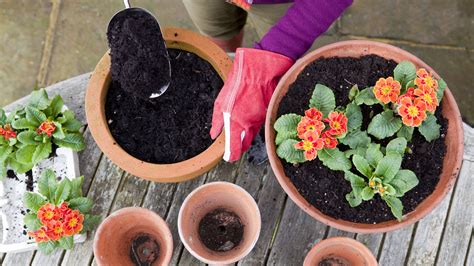 Soilless Potting Mix Recipe Vegetables | Dandk Organizer