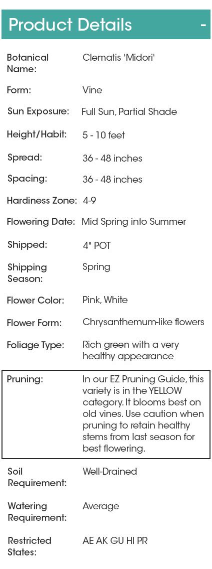 Clematis Pruning Guide | Easy Clematis Care | Spring Hill Nurseries