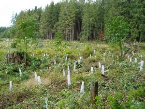 Silviculture Malcolm Knapp Research Forest