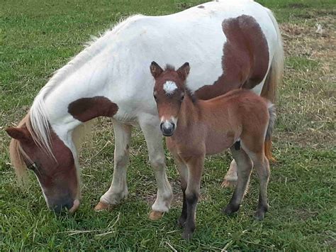 Baby pony | In the Field