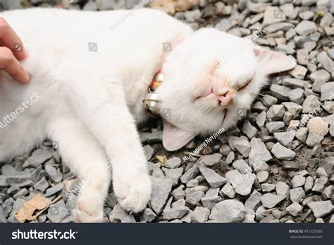 A Sleeping White Cat Stock Photo 451325935 : Shutterstock