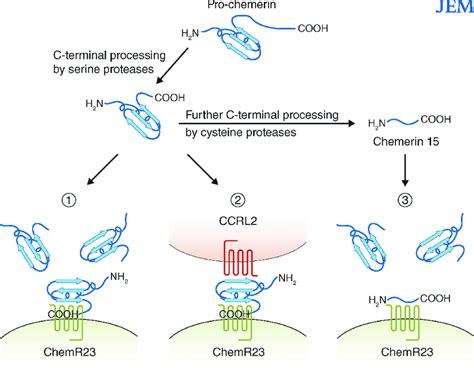 The Regulation Of The Infl Ammatory Responses By Active Proinfl