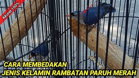 Perbedaan Rambatan Paruh Merah Jantan Dan Betina Ll Cara Membedakan