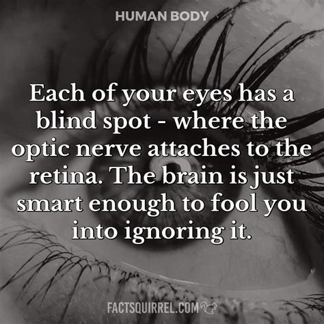 Each of your eyes has a blind spot - where the optic nerve attaches to ...