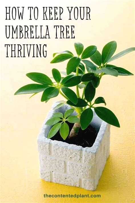 How To Keep Your Umbrella Tree Thriving Pin Image Umbrella Plant