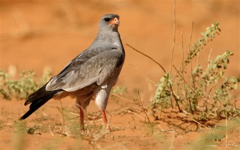 African Birds Of Prey And Scavengers Nature And Wildlife Photography