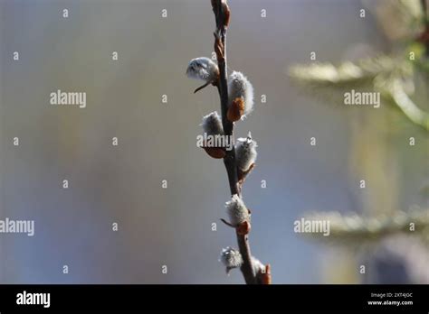 Pussy Willow Salix Discolor Plantae Stock Photo Alamy