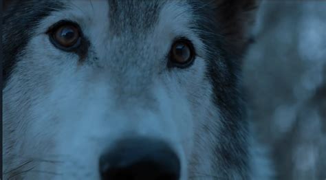 Did Arya See Nymeria on ‘Game of Thrones’? [PHOTOS] | Heavy.com