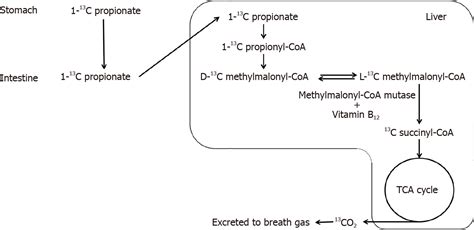 Effects Of Ethanol And Sex On Propionate Metabolism Evaluated Via A Faster 13c Propionate Breath