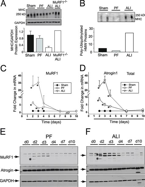 Myosin Heavy Chain Mhc Degradation Ubiquitination And Increased