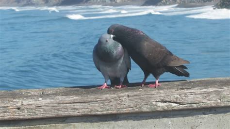 Pigeons Courting Mating Youtube