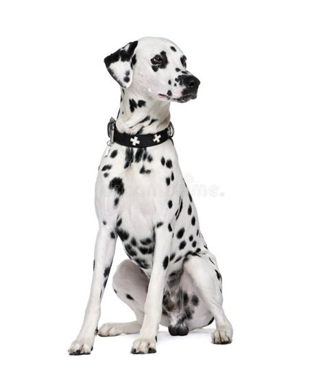 Dalmatian Sitting In Front Of White Background Stock Photo Image Of