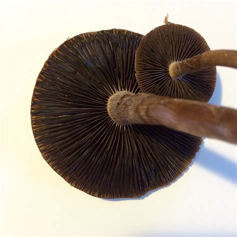 Request For Id Panaeolus Subbalteatus Cinctulus Mushroom Hunting