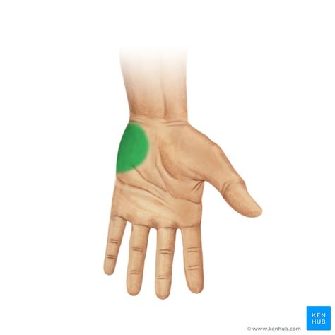 Hypothenar eminence: Anatomical structure | Kenhub