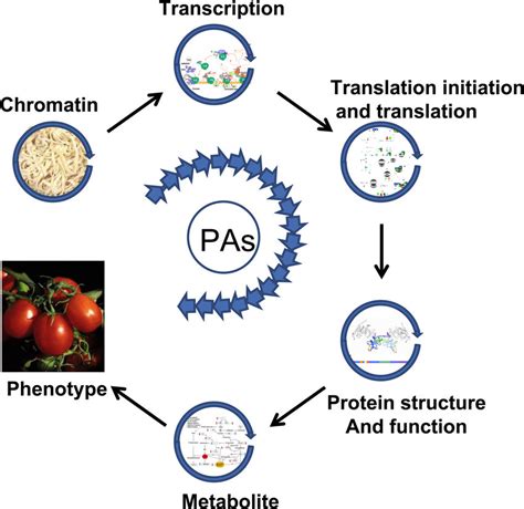 A Multiple Function Model Of Polyamine Action Shown Are Major Cellular